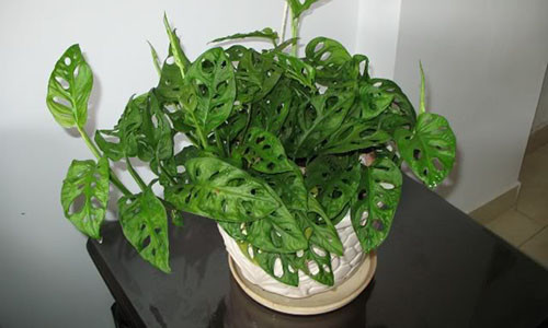 Kỹ thuật trồng cây Trầu Bà Lỗ mang may mắn phát tài. Ảnh minh họa