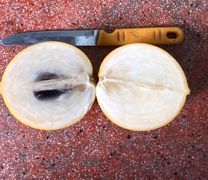 Xuat hien vu sua la chua tung co o Hau Giang-Hinh-2