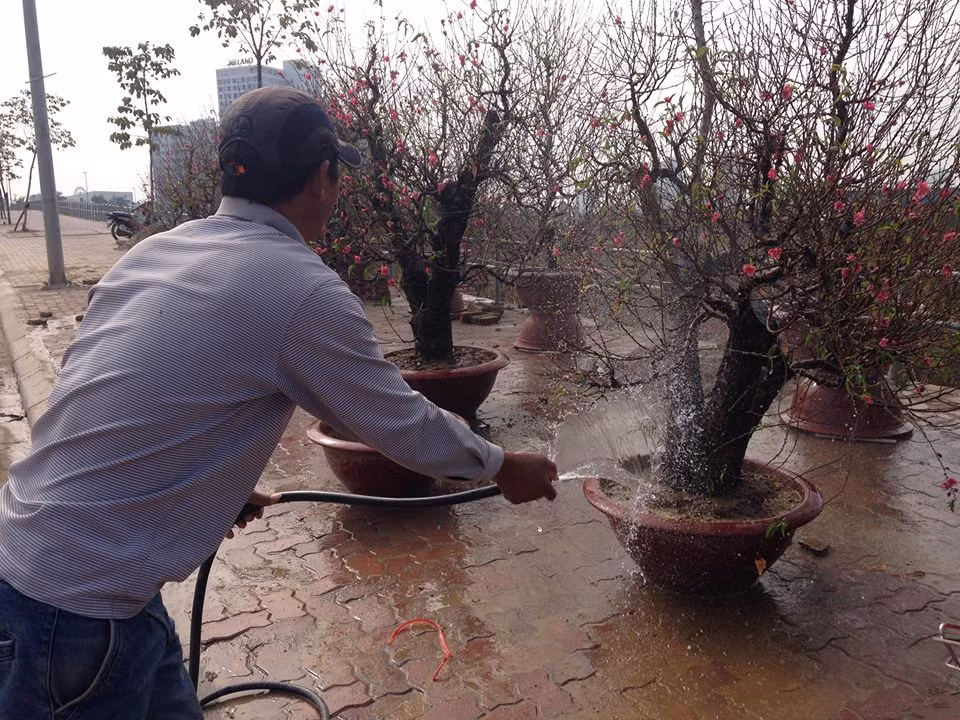 Những gốc đào rừng này được ông chủ hét giá không dưới 10 triệu. Ảnh M.N