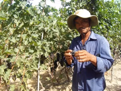 Anh Thạch Vũ Vương (xã Phước Thuận, huyện Ninh Phước) là một nông dân chuyển đổi thành công từ giống nho đỏ sang giống nho tím, bình quân mỗi năm cho thu nhập 200 triệu đồng.