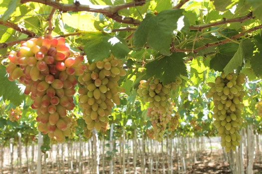 Chính giống nho mới này đang cuốn hút nhiều thương lái săn lùng đến bao tiêu sản phẩm.