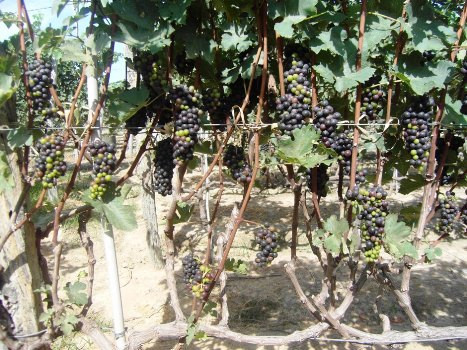 Gia đình anh Thạch Vũ Vương trồng được 5 sào, bình quân cho thu hoạch hơn 1 tấn quả/sào/vụ.