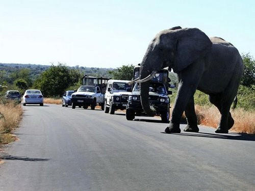Điều thu hút khách du lịch khi tới Nam Phi là nhiều điểm tham quan phong phú, từ cuộc sống hoang dã của các loài động vật nổi tiếng đến cuộc sống nhộn nhịp về đêm; từ thành phố đẹp nhất Nam Phi Cape Town tới những bãi biển hoang vu; từ sa mạc đến rừng già. Bên cạnh đó là hai tàu du lịch thuộc hạng cao cấp nhất trên thế giới, là niềm tự hào của châu Phi, tàu Blue Train và Rovos Rail.