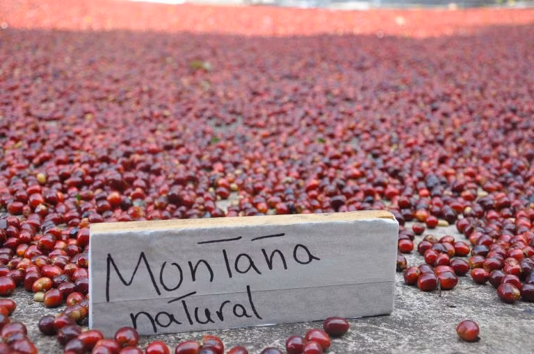 Cà phê được phơi trên mặt sân bê tông.