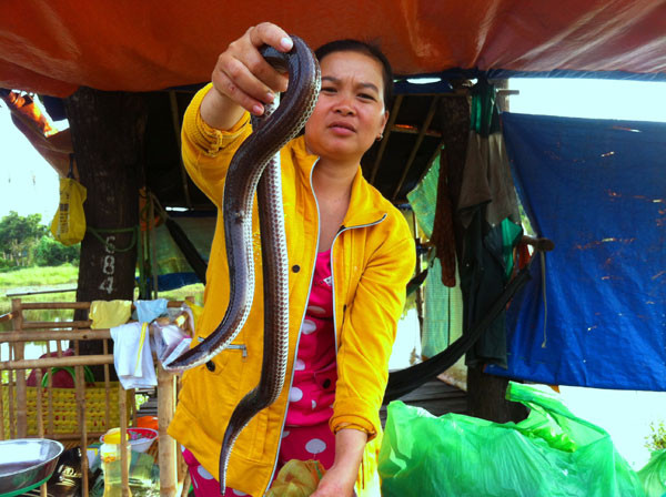 Mua lu o An Giang: On lanh dem di san ran nuoc tran dong-Hinh-3
