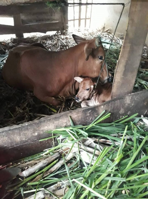 Con bò đẻ một chú bê con.