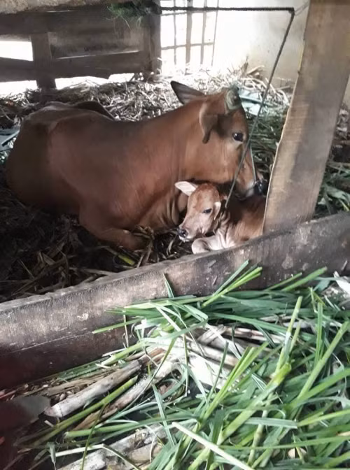 Con bò đẻ một chú bê con.