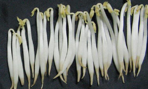 Giá đỗ có ngâm chất kích thích thường sẽ không có rễ hoặc rễ rất ngắn-Ảnh: Internet