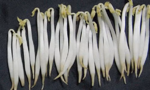 Giá đỗ có ngâm chất kích thích thường sẽ không có rễ hoặc rễ rất ngắn-Ảnh: Internet