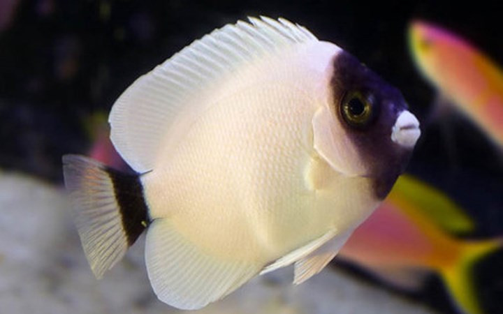 Cá mặt nạ thiên thần Masked Angelfish có giá 20,000 USD.(Ảnh: Dailystar)