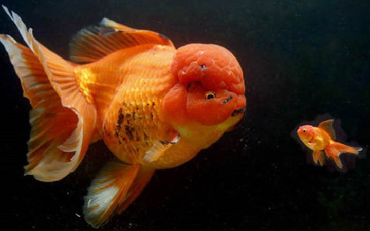 Cá vàng đầu lân với kích thước lớn và vô cùng quý hiếm được bán với giá khoảng 4.500 bảng Anh (tương đương hơn 125 triệu đồng). (Ảnh: Dailystar)