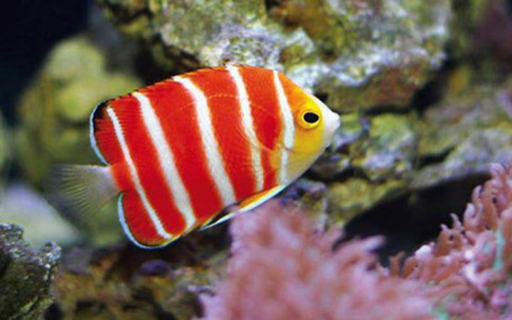 Cá thiên thần Peppermint có giá 30.000 USD. (Ảnh: Dailystar)