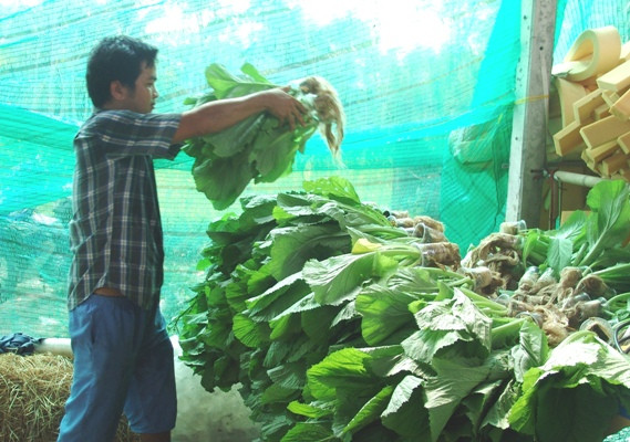 Anh Hậu cho biết, đang liên hệ với các hệ thống tiêu thụ, như: siêu thị, hợp tác xã… để đẩy nhanh đầu ra.