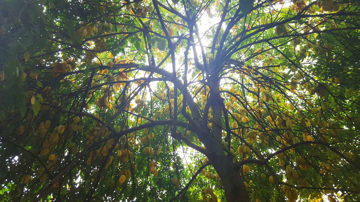 Một góc của cây khế "khủng" và sai quả không kém của nhà bạn N.H.