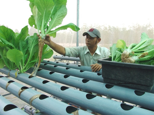 Anh Trần Minh Khoa thu hoạch cải xanh trong trang trại.