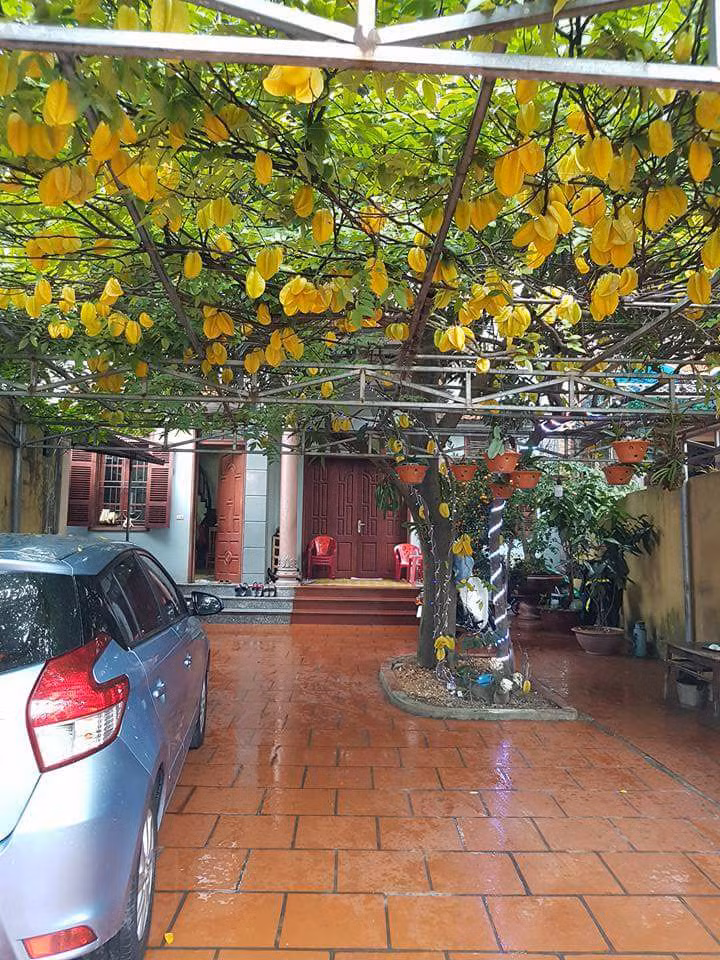 Chỉ chưa đầy 1 giờ đồng hồ sau khi chia sẻ trên MXH, hình ảnh về cây khế "khủng" của gia đình một bạn có nick name N. đã nhanh chóng nhận được số lượt like và share chóng mặt lên đến hơn 10.000. "Khế nhà em đấy các anh chị ạ. Ai đi qua cũng vào nhà em nháy trộm 1 kiểu ảnh. Đây còn là hái bớt bao nhiêu rồi mà nó vẫn nhiều như thế này, khế ăn ngọt và ngon lắm nhé".