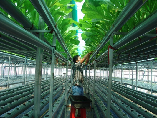 Anh Nguyễn Trịnh Hoàng Tân chăm sóc những luống rau thủy canh.