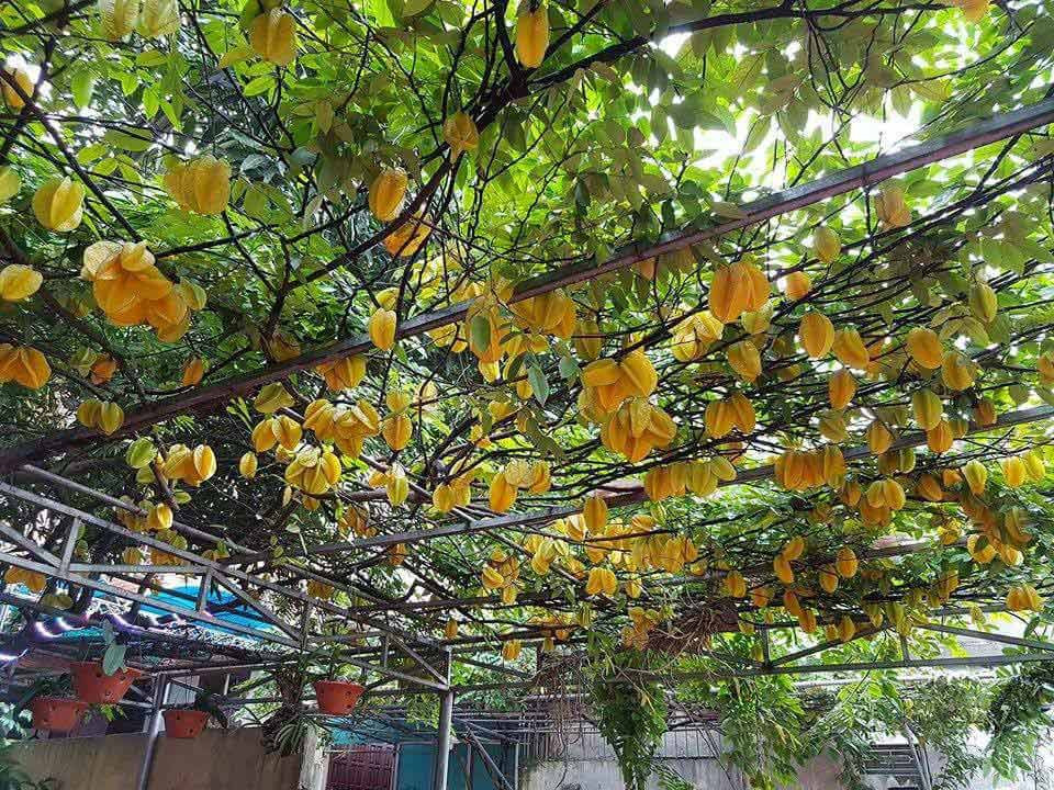 N. còn hài hước chia sẻ, do có quá nhiều người đi qua vào chụp ảnh nên em sẽ thu phí 10.000 đồng một tấm. Ai muốn đến tham quan có thể đến nhà ở Cổ Loa, Đông Anh, Hà Nội Cư dân mạng thi nhau khen "không ngớt lời" và xuýt xoa khi thấy hình ảnh cây khế: "Quá ngon", "Cây đẹp quá, lộc quá", "Nhà tớ mà có cây như thế này chắc đi ra vặt 1 quả, đi vào vặt 1 quả ăn mất",