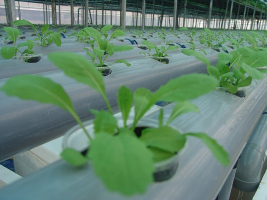 Kiến thức trồng rau thủy canh 3 chàng trai này học từ internet và từ nông dân có kinh nghiệm trồng rau thủy canh.