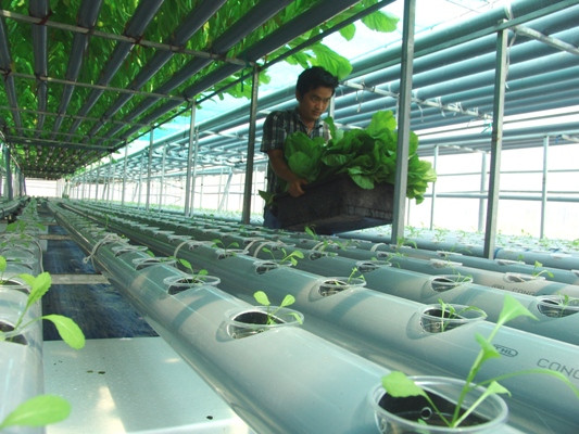 Cứ mỗi tháng, trang trại này thu hoạch khoảng 2 tấn rau cải xanh. Chủ yếu số rau thu hoạch được bán lẻ và được giao tận nhà.