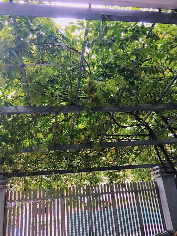 Cây khế của nhà bạn P.T tuy chưa chín nhưng cũng sai và lớn không kém.