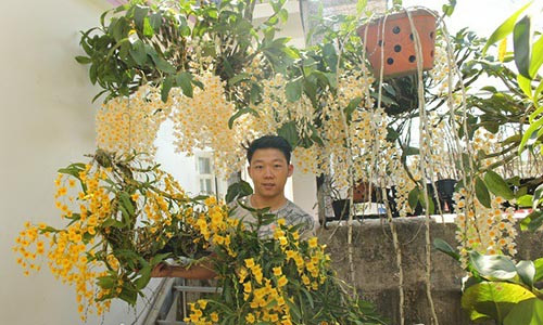 9X chia sẻ mình mê phong lan từ khi mói lên 7 tuổi.