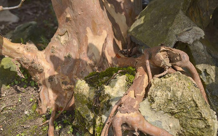 Phần rễ của cây ổi nhô lên phía trên, ôm vào các tác đá nhỏ.