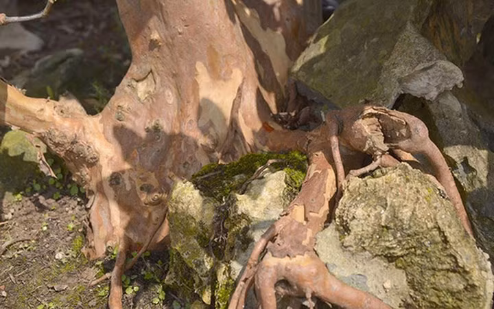 Phần rễ của cây ổi nhô lên phía trên, ôm vào các tác đá nhỏ.