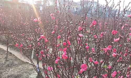 Đào Nhật Tân được ưa chuộng vì có màu thắm, hoa dày, bông bền chơi được rất lâu.