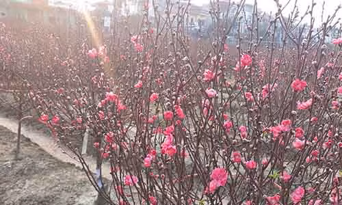 Đào Nhật Tân được ưa chuộng vì có màu thắm, hoa dày, bông bền chơi được rất lâu.