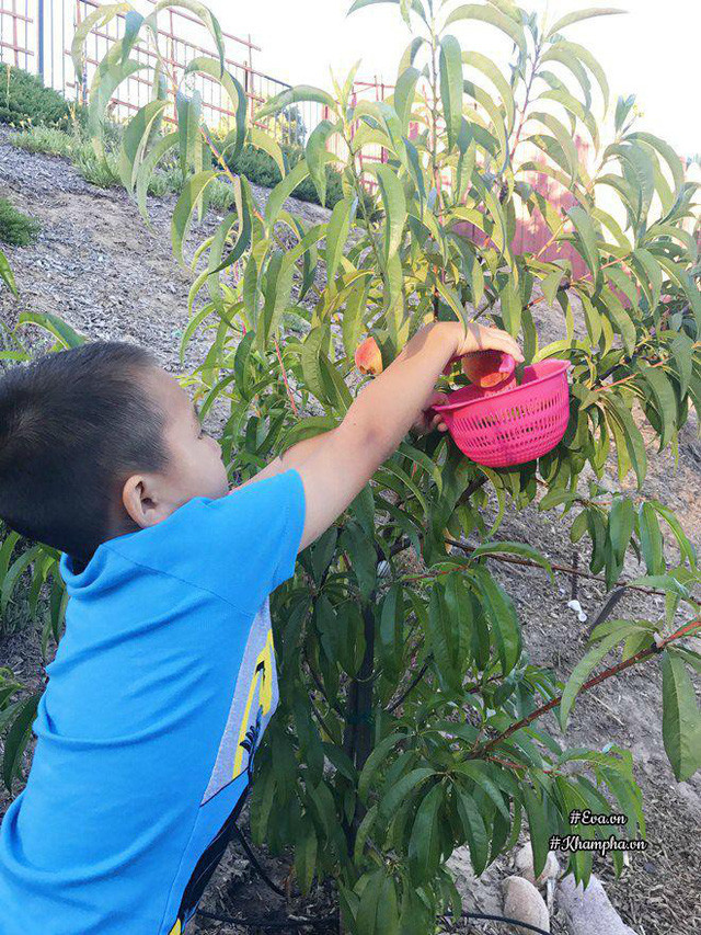 Biết mẹ yêu cây hoa nên 2 chàng trai nhỏ nhà chị rất nâng niu, cẩn thận chăm sóc khu vườn.