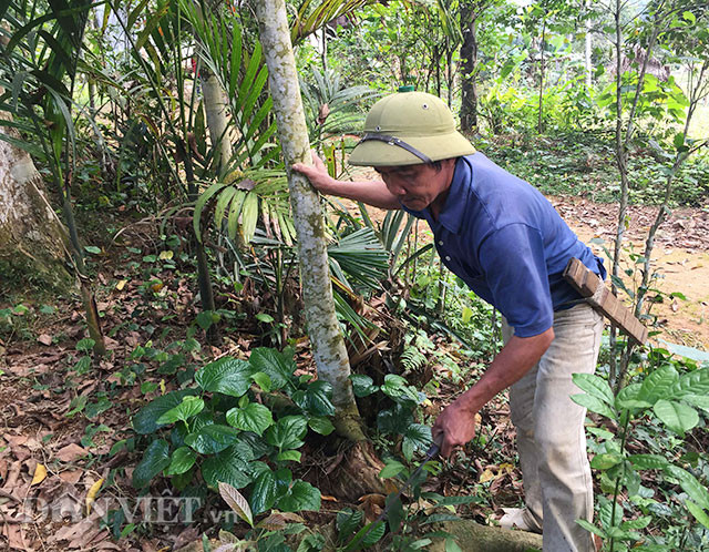 “Mùa này đang chuẩn bị đậu quả, mưa xuống coi như mất mùa mà cây cao thế kia chẳng có cách nào ngoài trông mưa thuận gió hòa” – Ông Phạm Văn Công chia sẻ.