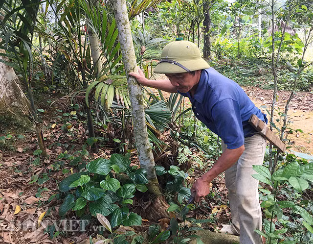 “Mùa này đang chuẩn bị đậu quả, mưa xuống coi như mất mùa mà cây cao thế kia chẳng có cách nào ngoài trông mưa thuận gió hòa” – Ông Phạm Văn Công chia sẻ.