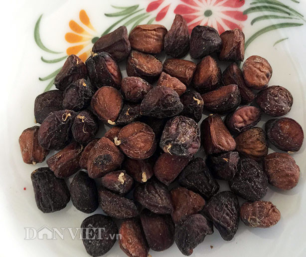 Xung quanh vườn nhà ông Công đã có trên 20 cây dổi.