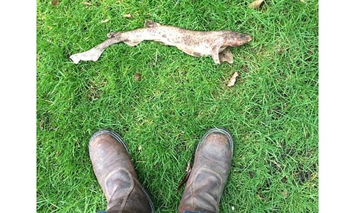 Con cá mập mèo rơi xuống vườn nhà anh James Hill. (Nguồn: SWNS)