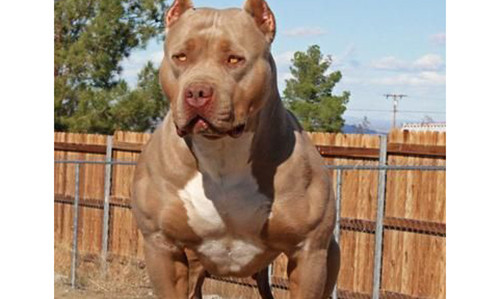 Pit bull là giống chó rất khỏe và hung dữ.