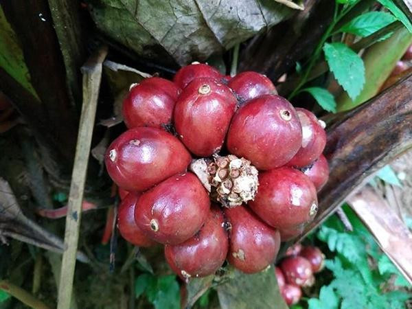 Loai cay quy ra qua do, thom duoi goc, moi vu thu ca tram tan-Hinh-2