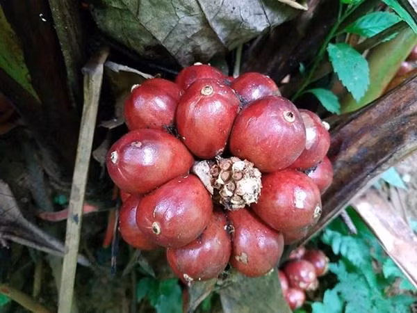 Loai cay quy ra qua do, thom duoi goc, moi vu thu ca tram tan-Hinh-2