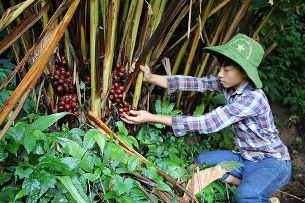Loai cay quy ra qua do, thom duoi goc, moi vu thu ca tram tan