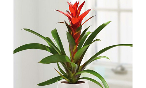 Kỹ thuật trồng cây Phong lộc mang may mắn, phát tài cho gia chủ ngày đầu năm. Ảnh minh họa