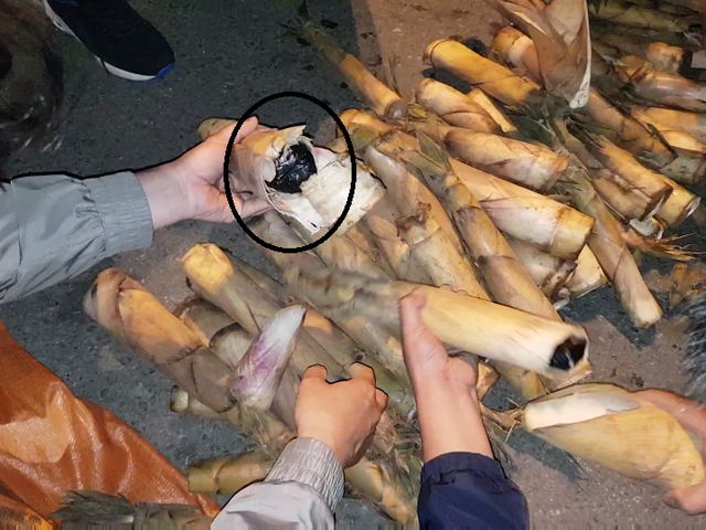 Gàn 5.000 viên ma túy được ngụy trang trong thân cây măng. Ảnh: Cơ quan công an cung cấp