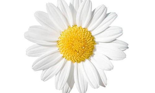 Loai hoa ho menh nao se dem lai may man cho 12 cung hoang dao?