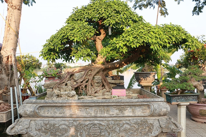 Những chậu cây cảnh cỡ lớn được vận chuyển từ các tỉnh khác quy tụ về đây. Hầu hết đều là các tác phẩm tâm đắc của nghệ nhân từ nhiều miền của đất nước.