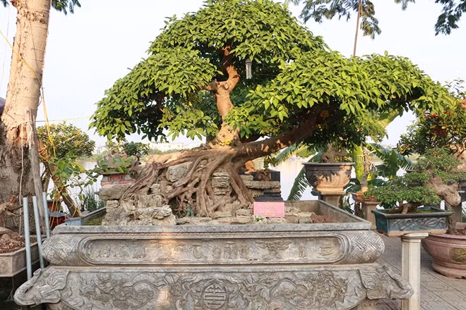 Những chậu cây cảnh cỡ lớn được vận chuyển từ các tỉnh khác quy tụ về đây. Hầu hết đều là các tác phẩm tâm đắc của nghệ nhân từ nhiều miền của đất nước.