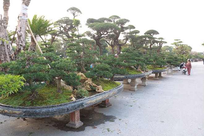 Khu vực hội chợ giống hệt như một công viên với những cây cảnh khủng.