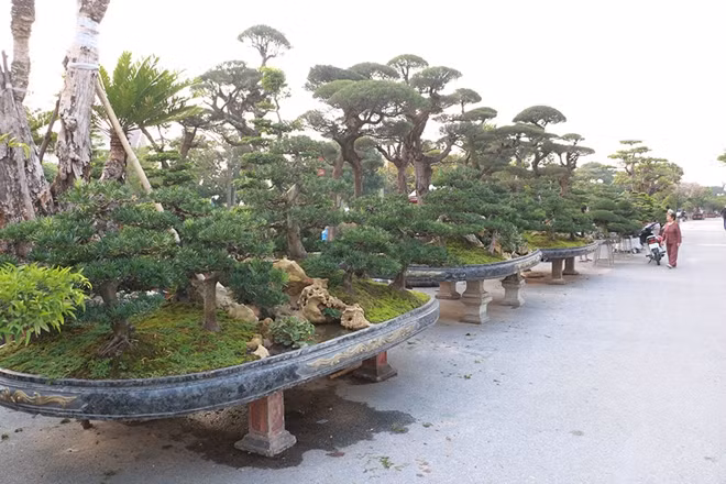 Khu vực hội chợ giống hệt như một công viên với những cây cảnh khủng.