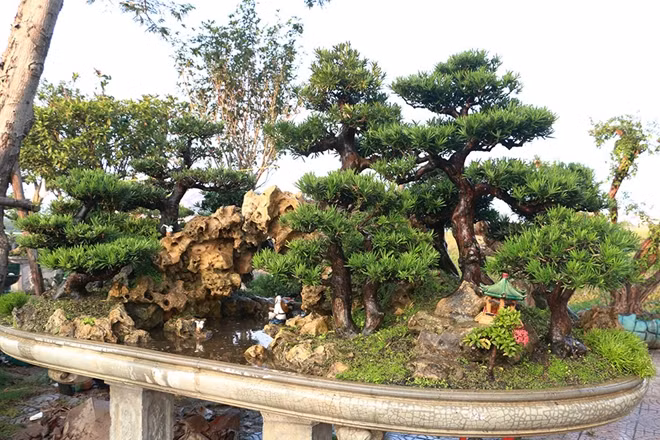 Trong hội chợ cây cảnh có rất nhiều chậu cây, trong đó hầu hết được sắp xếp theo hướng non bộ thích hợp với những không gian rộng.