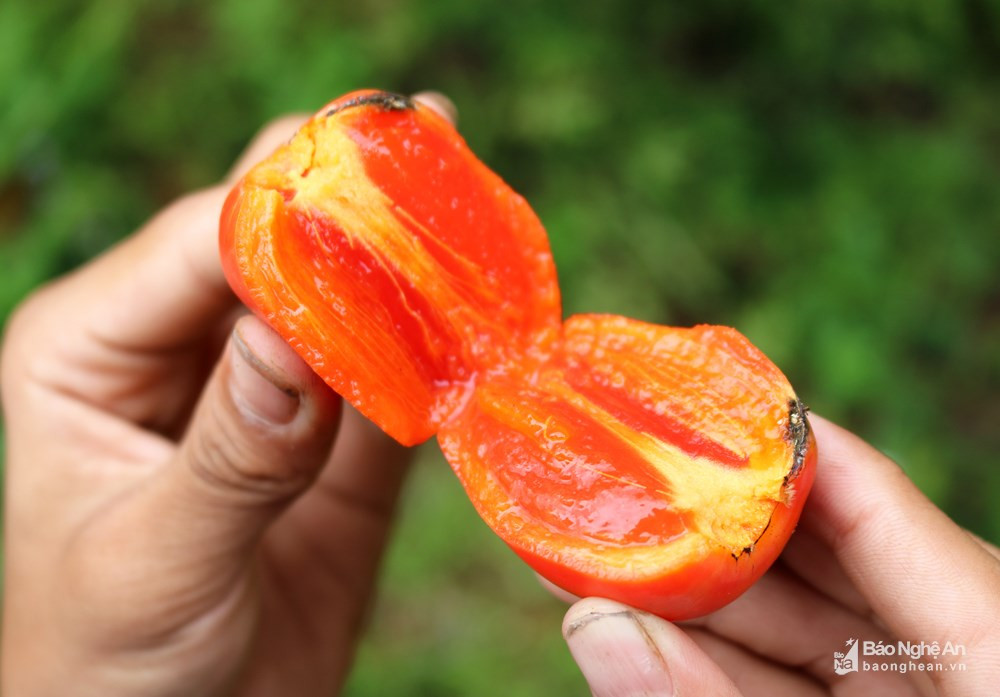 Hồng chín cây đỏ au như quả cà chua, mềm, ngọt, thơm nức. Ảnh: Huy Thư