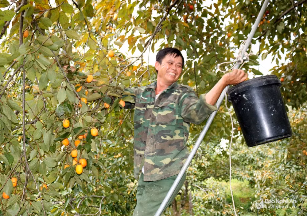 Mỗi gốc hồng tốt cho thu hoạch từ 2 - 2,5 tạ quả. Lúc hái hồng, người dân thường dùng thang và những chiếc xô nhựa. Ảnh: Huy Thư