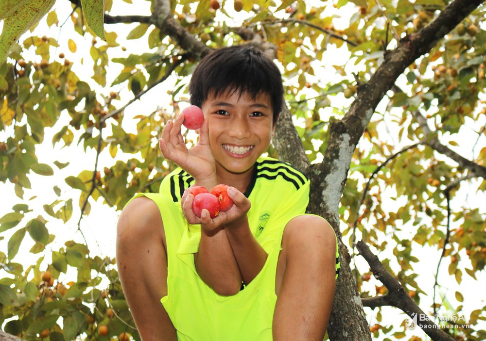 Mùa hồng ở đây bắt đầu từ tháng 9 và kéo dài hết tháng 11. Khoảng trung tuần tháng 9, khi trẻ em dạo các vườn hồng tìm quả chín bói trên cây cũng là lúc người dân chuẩn bị bước vào vụ thu hoạch hồng. Ảnh: Huy Thư